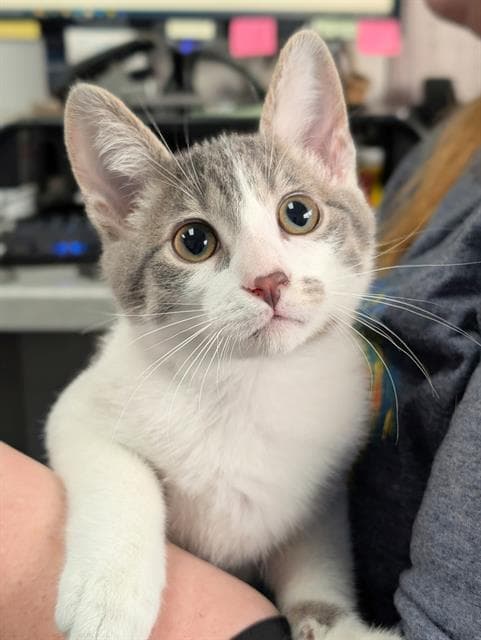 Cruz - Domestic Short Hair