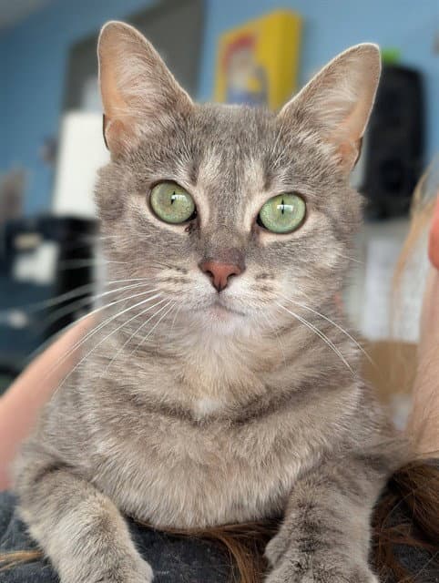 Jade - Domestic Short Hair