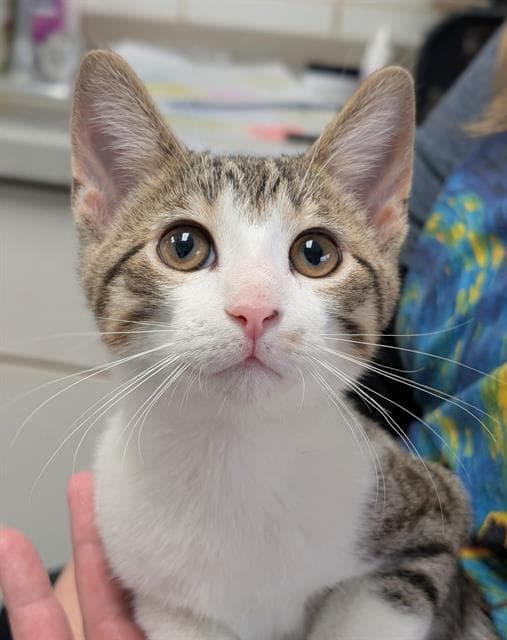Minnie - Domestic Short Hair