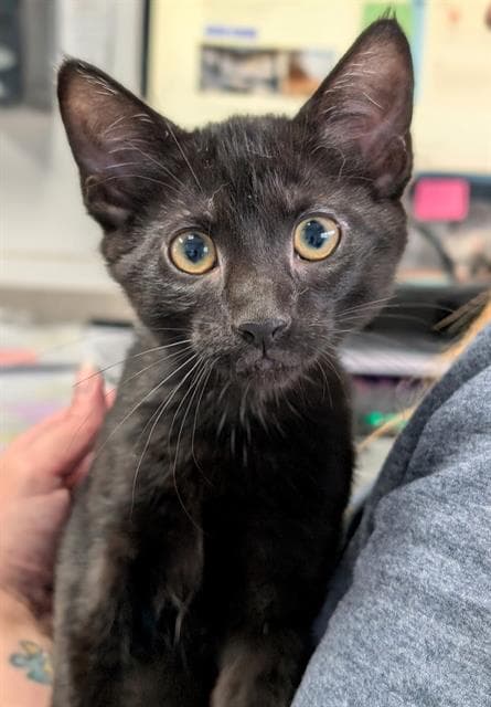 Tweety - Domestic Short Hair