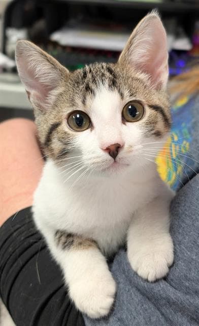 Wren - Domestic Short Hair
