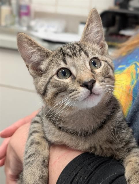 Hawk - Domestic Short Hair