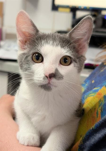 Harmony - Domestic Short Hair