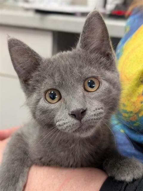 Abigail - Domestic Short Hair