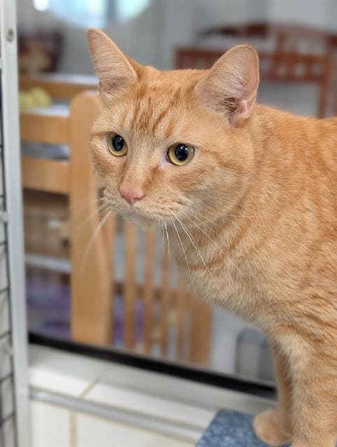 Cheez-It - Domestic Short Hair