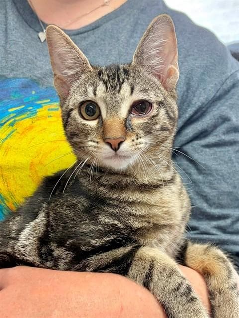 Simon - Domestic Short Hair