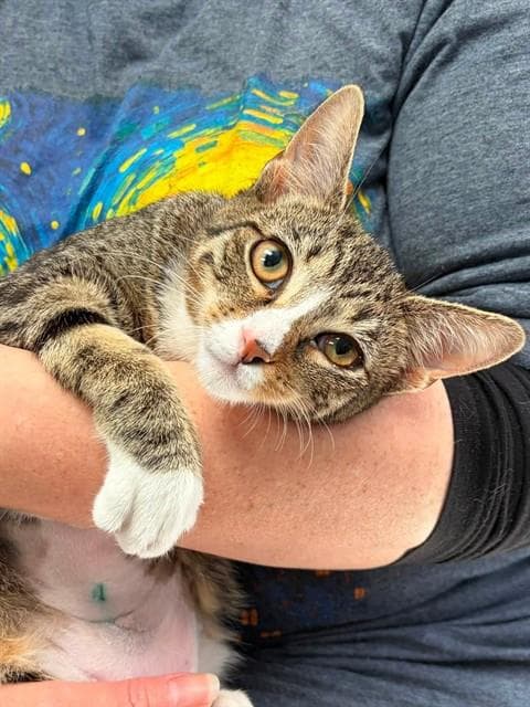 Veronica - Domestic Short Hair