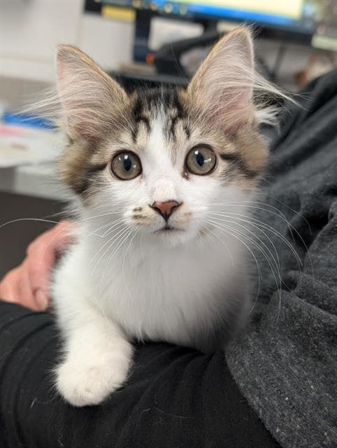 Sylvie - Domestic Medium Hair