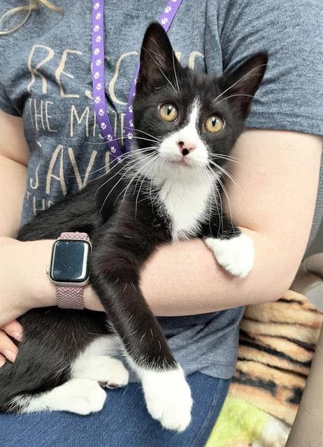 Bjrn - Domestic Short Hair