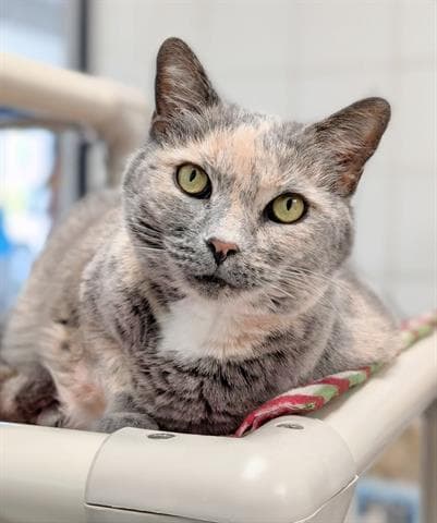 Tessa May - Domestic Short Hair