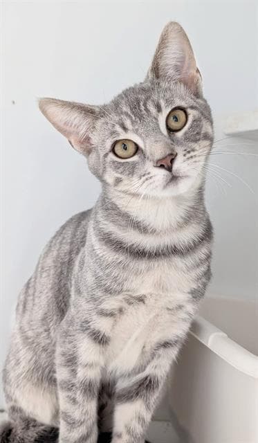 Claire - Domestic Short Hair