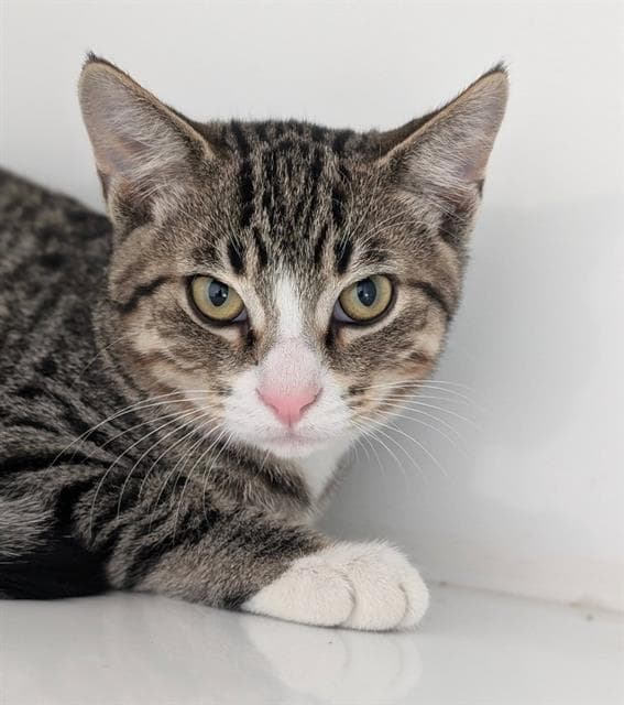 James - Domestic Short Hair