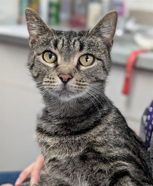 Barbie - Domestic Short Hair