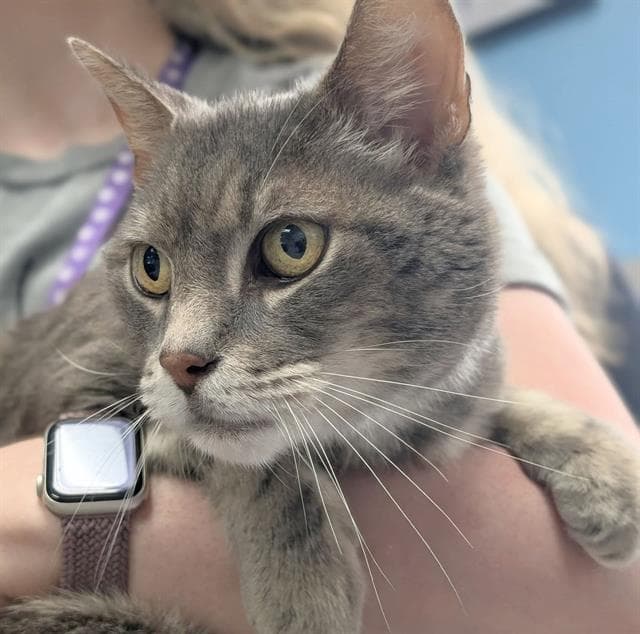Hoggle - Domestic Short Hair