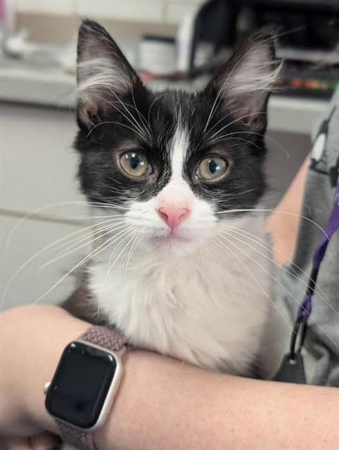 Gemma - Domestic Medium Hair