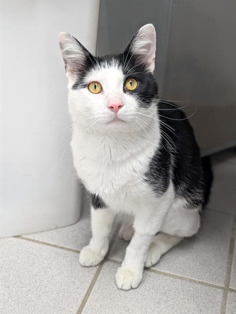 Kitkat - Domestic Short Hair
