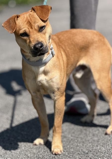 Kaiden - Beagle