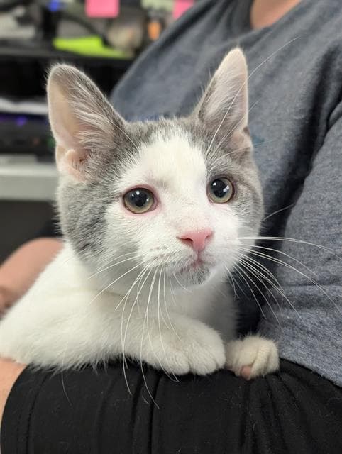 Timmy - Domestic Short Hair