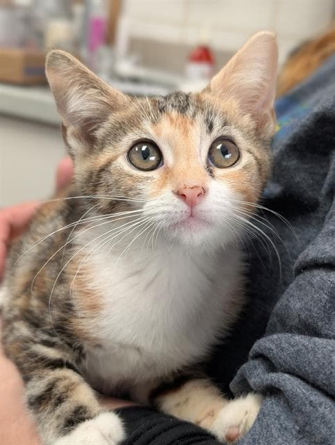 Harlequin - Domestic Short Hair