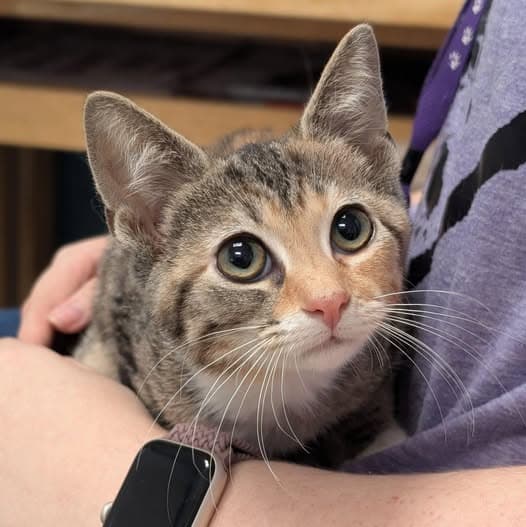 Pirot - Domestic Short Hair