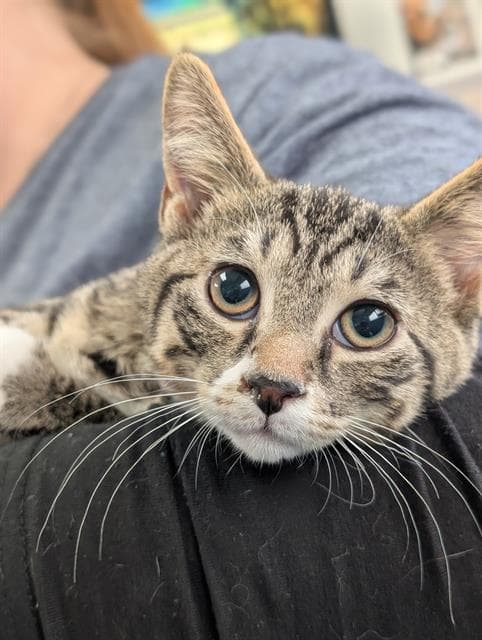 Jester - Domestic Short Hair