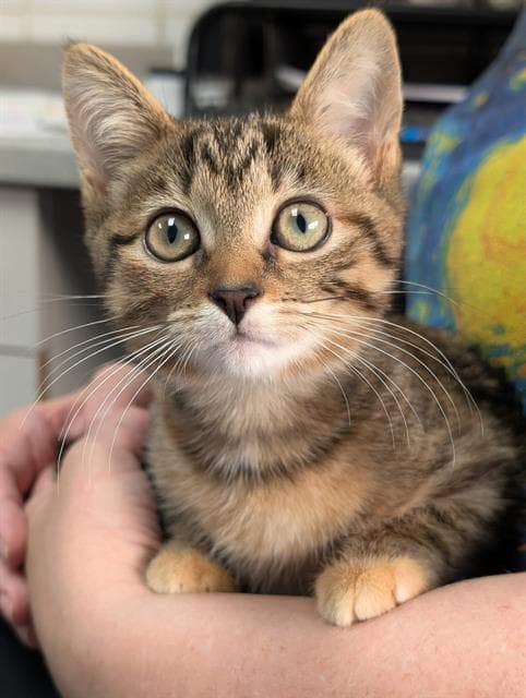 Tinkerbell - Domestic Short Hair