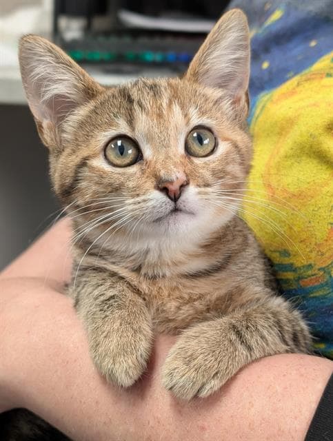 Wendy - Domestic Short Hair
