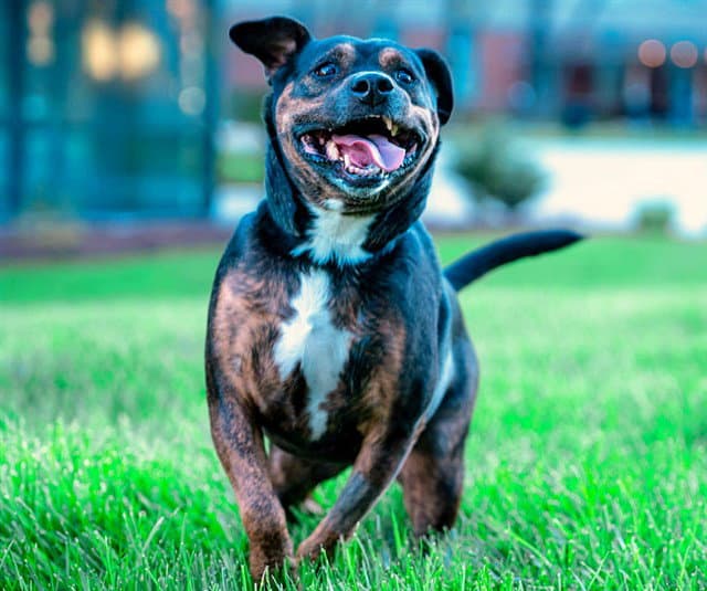 Layla - Rottweiler