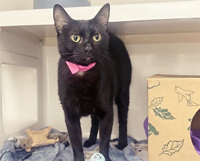 Tamara - Domestic Medium Hair