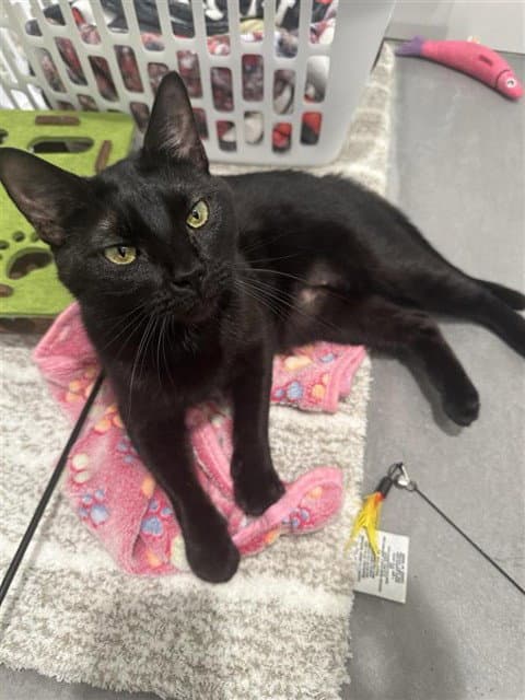 Akasha - Domestic Medium Hair