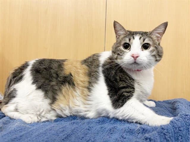 Rain - Domestic Short Hair