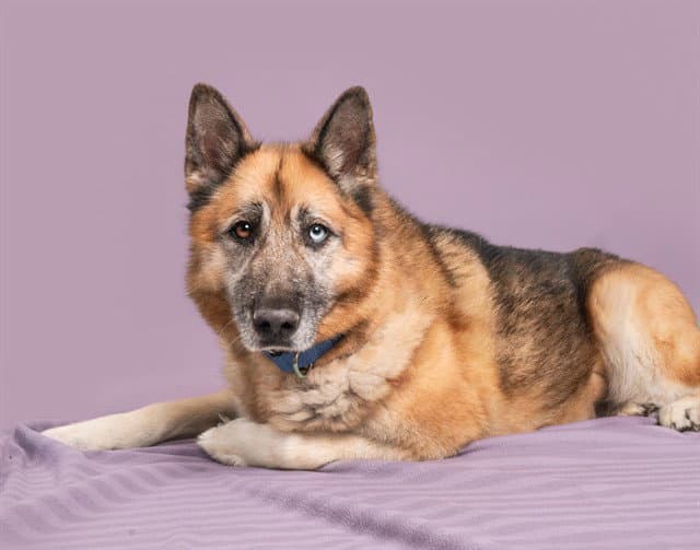Montana - German Shepherd Dog