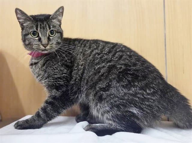 Aries - Domestic Medium Hair
