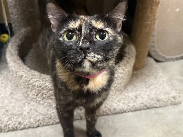 Scrappy - Domestic Short Hair