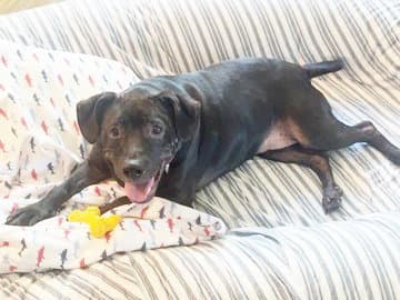 Gypsy - Pit Bull Terrier