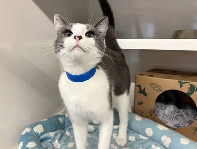 Biscuits - Domestic Short Hair