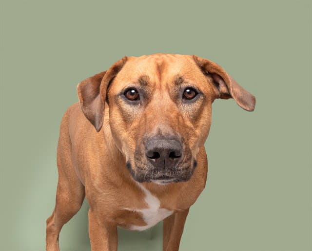 Honey - Labrador Retriever