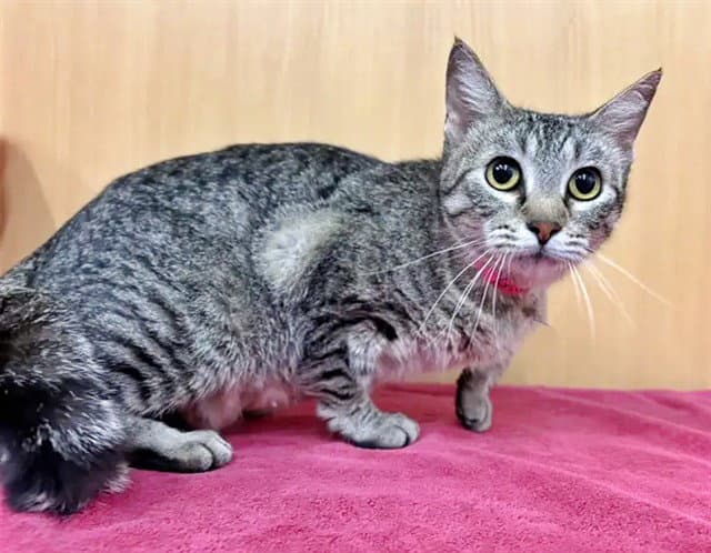 Gina - Domestic Short Hair