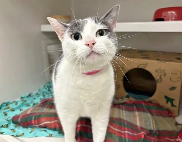 Rocky Road - Domestic Short Hair