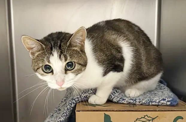 Moona - Domestic Short Hair