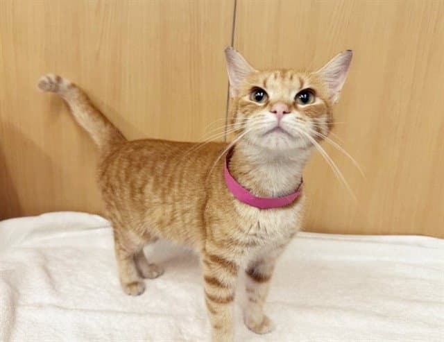 Elle - Domestic Medium Hair