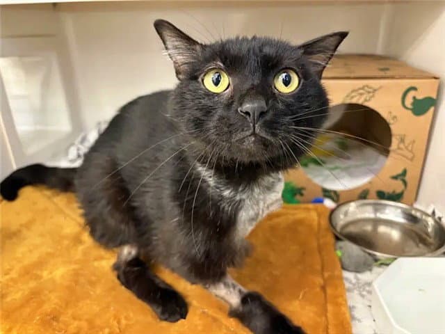 Buttons - Domestic Short Hair