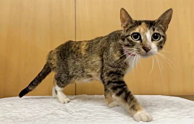 Mission Impossible - Domestic Short Hair