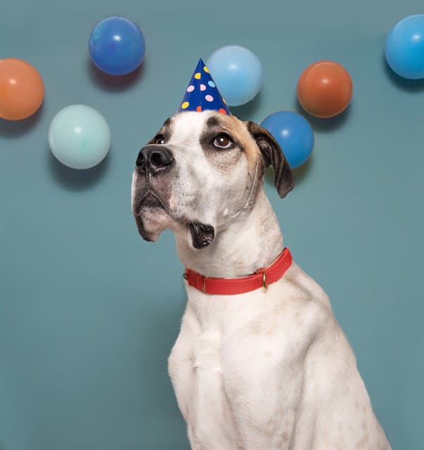 Zandre - Great Dane