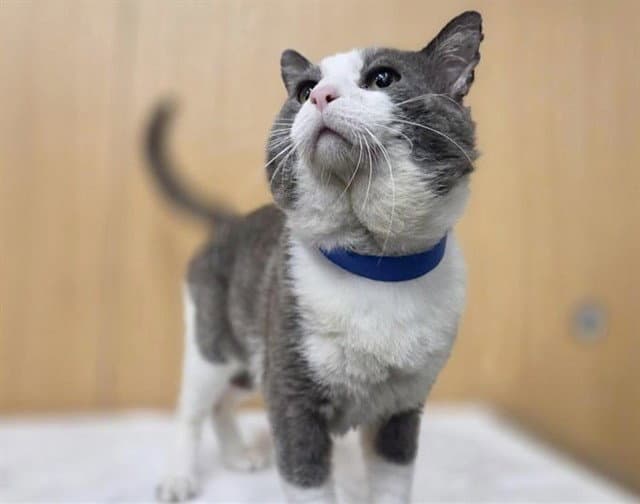 Boston - Domestic Medium Hair
