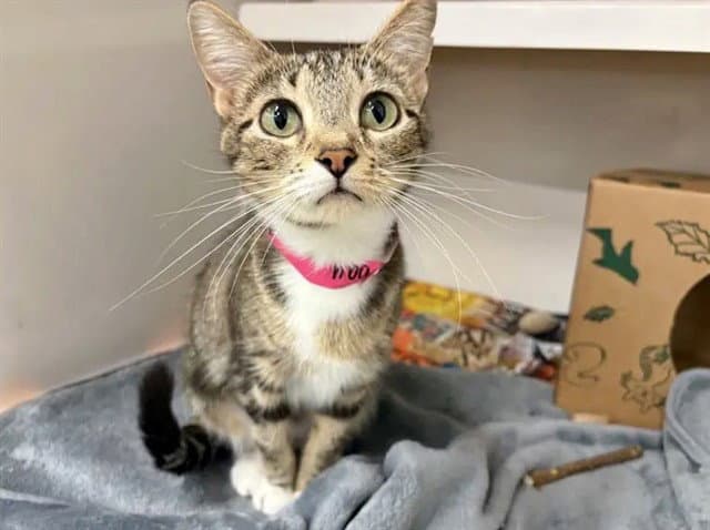 Bay - Domestic Short Hair