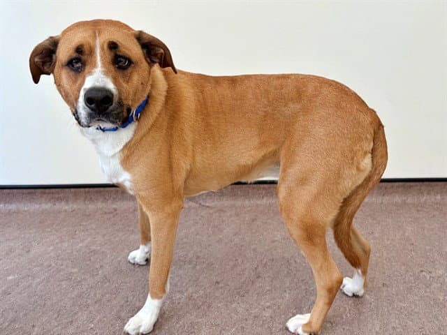 Chevy - Labrador Retriever