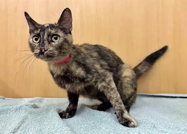 Martini - Domestic Short Hair