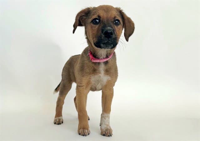 Jamie - Terrier