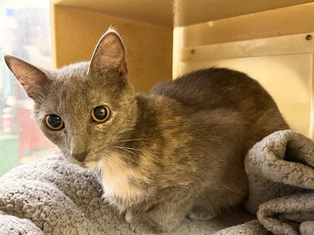 Bonnie - Domestic Medium Hair